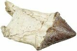 Fossil Primitive Whale (Pappocetus) Molar - Morocco #238046-1